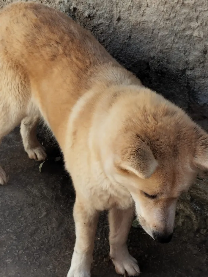 Cachorro raça Husky Siberiano idade 1 ano nome Eloah