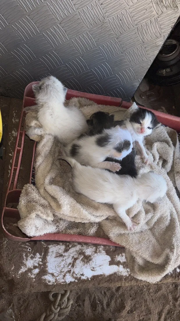 Gato raça SRD-ViraLata idade Abaixo de 2 meses nome N temos nome ainda 