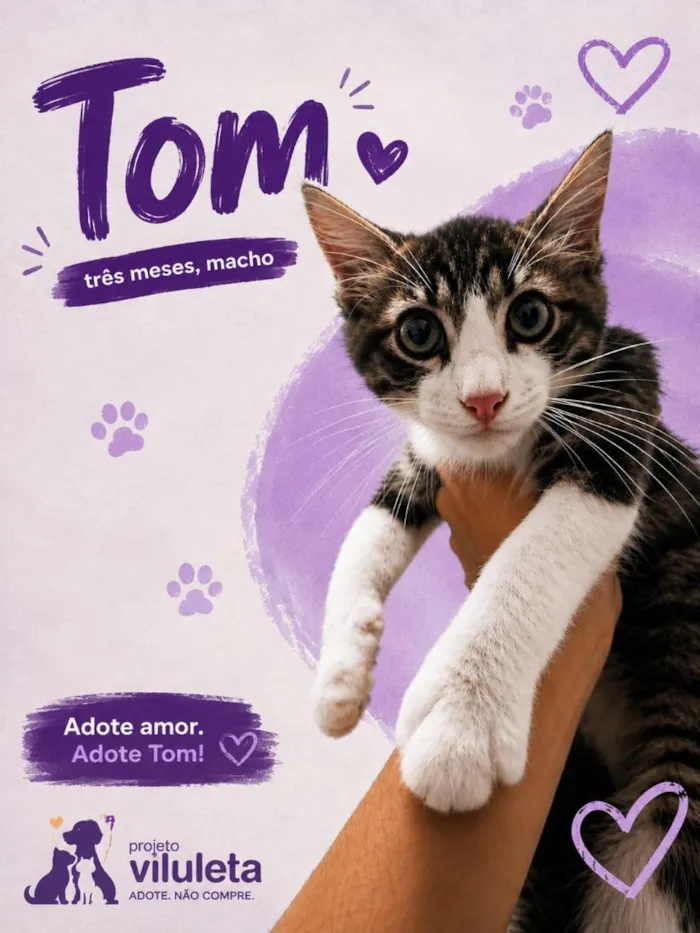 Gato raça SRD-ViraLata idade 2 a 6 meses nome Tom