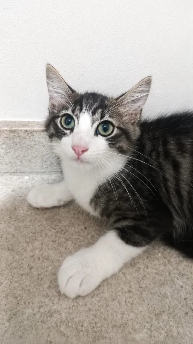 Gato raça SRD-ViraLata idade 2 a 6 meses nome Tom