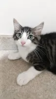 Tom