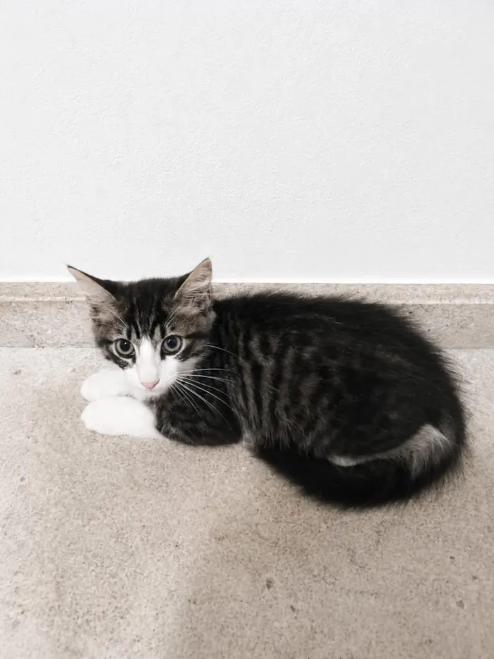 Gato raça SRD-ViraLata idade 2 a 6 meses nome Tom