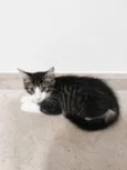 Tom