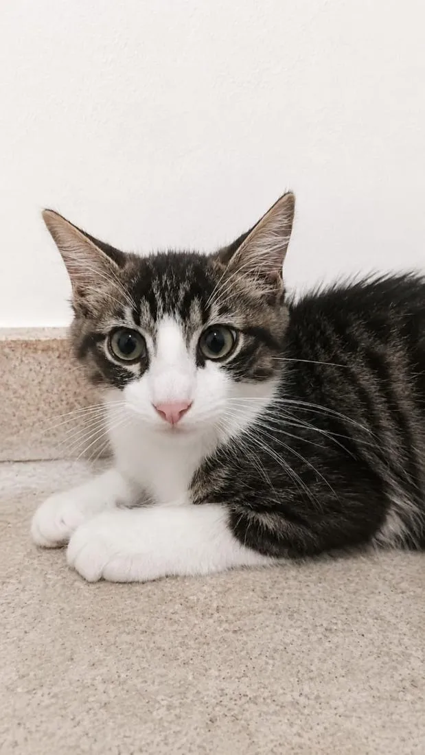 Gato raça SRD-ViraLata idade 2 a 6 meses nome Tom