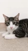 Tom