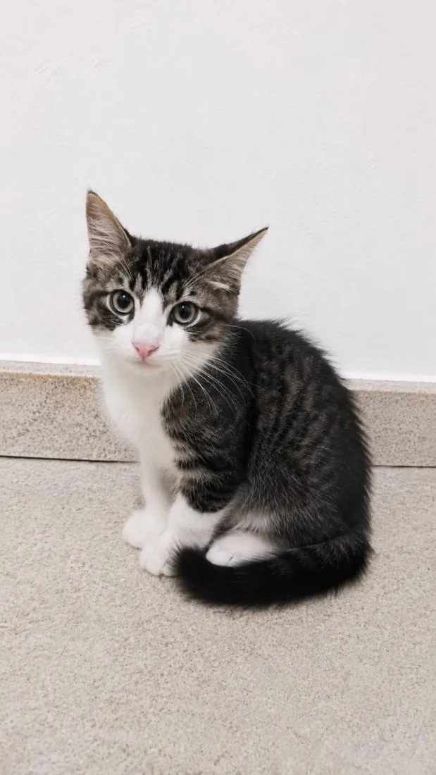 Gato raça SRD-ViraLata idade 2 a 6 meses nome Tom