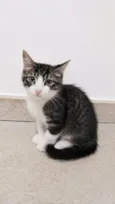 Tom