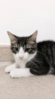 Tom