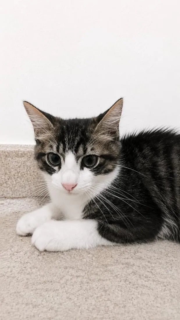 Gato raça SRD-ViraLata idade 2 a 6 meses nome Tom