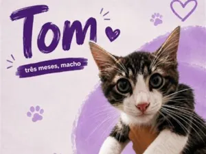 Gato raça SRD-ViraLata idade 2 a 6 meses nome Tom