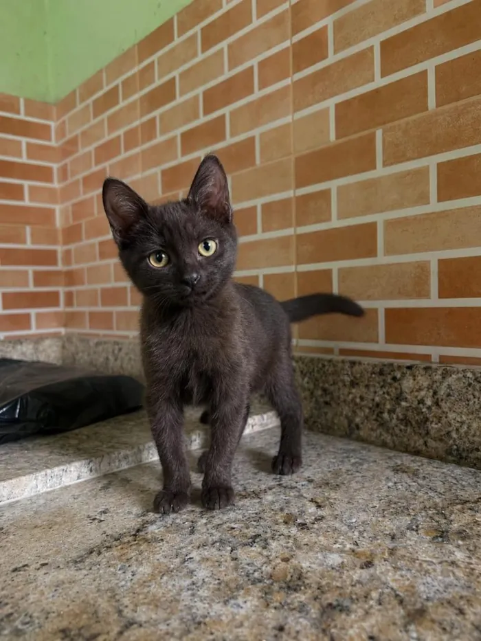 Gato raça SRD-ViraLata idade 2 a 6 meses nome Nutella