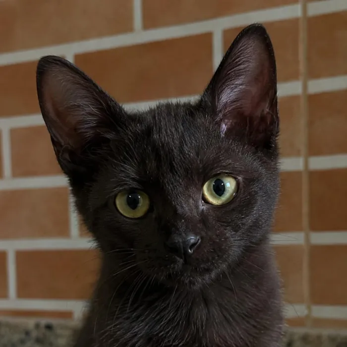 Gato raça SRD-ViraLata idade 2 a 6 meses nome Nutella