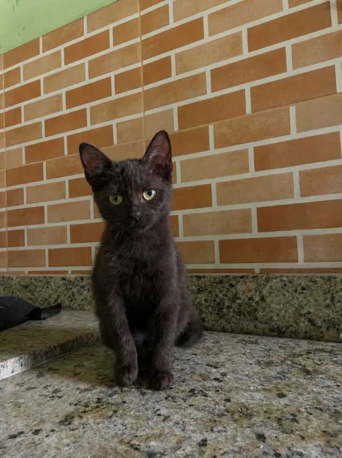 Gato raça SRD-ViraLata idade 2 a 6 meses nome Nutella