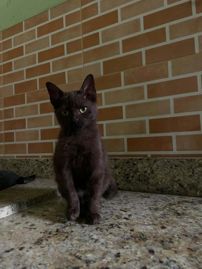 Gato raça SRD-ViraLata idade 2 a 6 meses nome Nutella