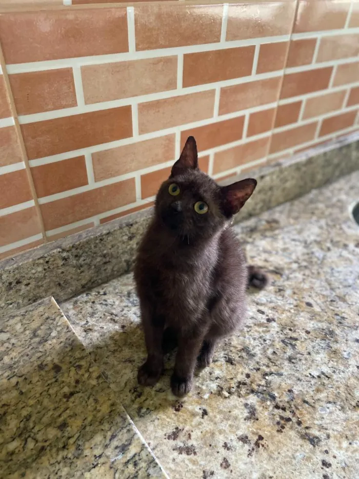 Gato raça SRD-ViraLata idade 2 a 6 meses nome Nutella