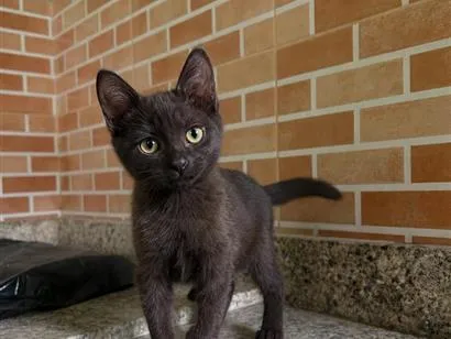 Gato raça SRD-ViraLata idade 2 a 6 meses nome Nutella