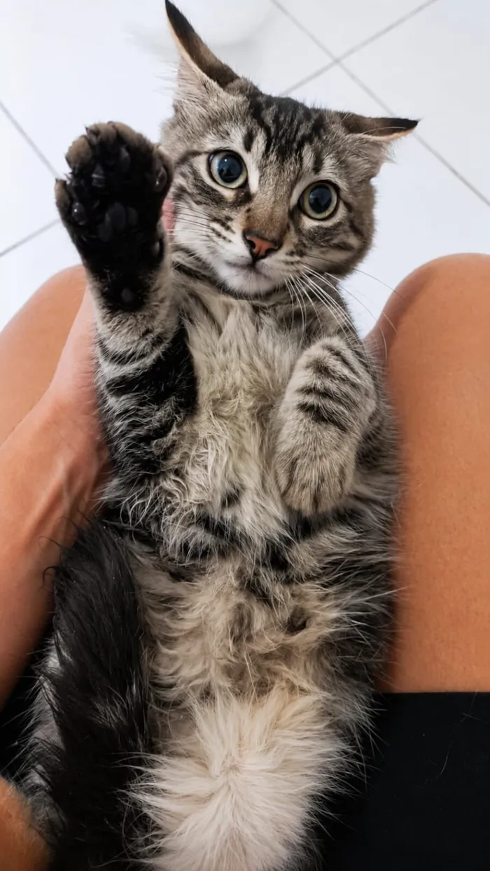 Gato raça SRD-ViraLata idade 2 a 6 meses nome Timão e Pumba