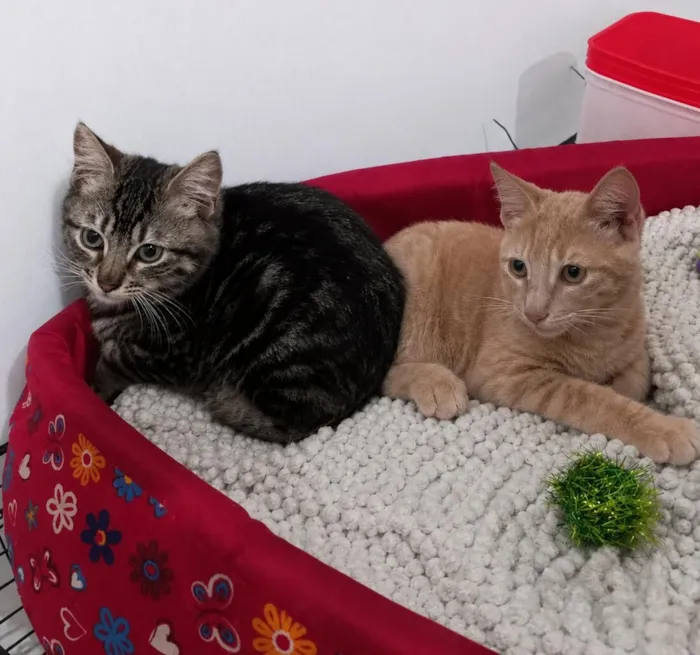 Gato raça SRD-ViraLata idade 2 a 6 meses nome Timão e Pumba
