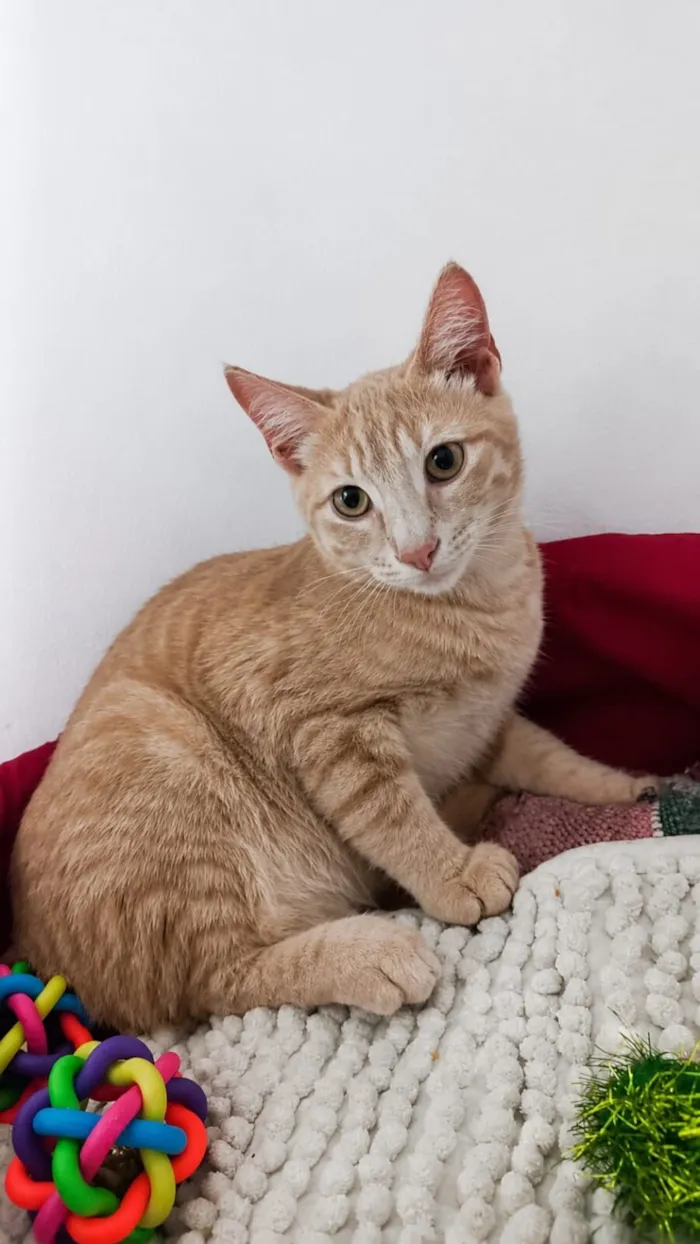 Gato raça SRD-ViraLata idade 2 a 6 meses nome Timão e Pumba