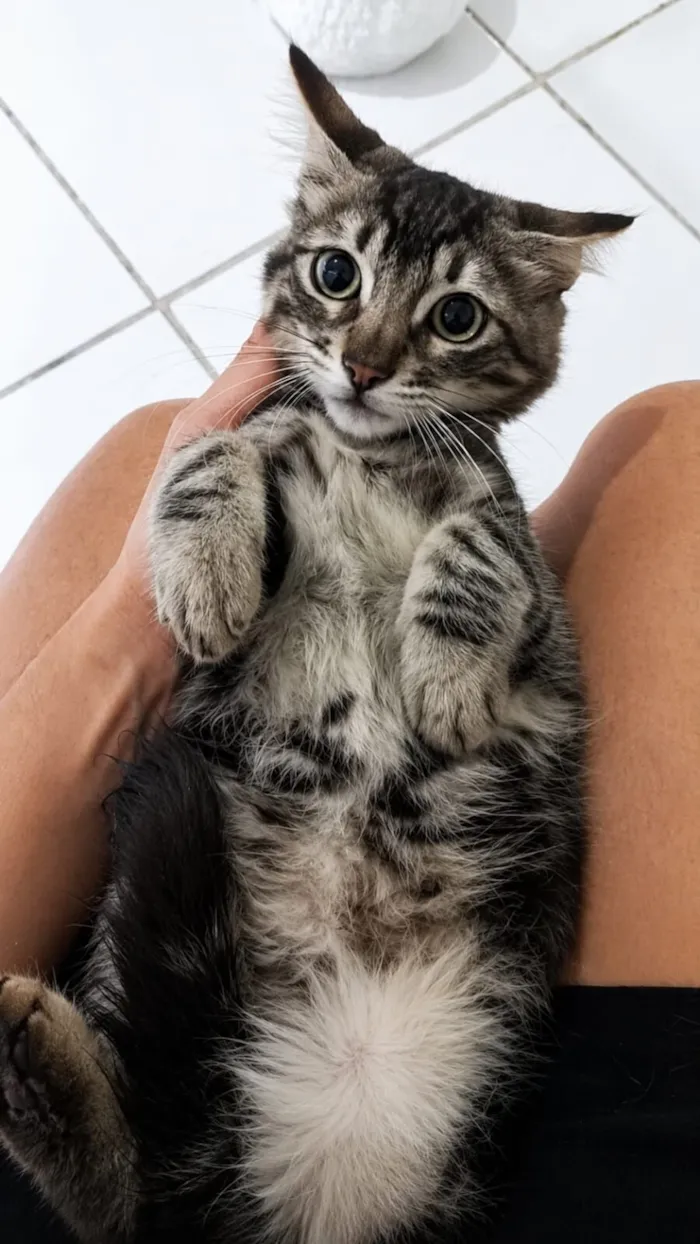 Gato raça SRD-ViraLata idade 2 a 6 meses nome Timão e Pumba