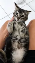 Timão e Pumba