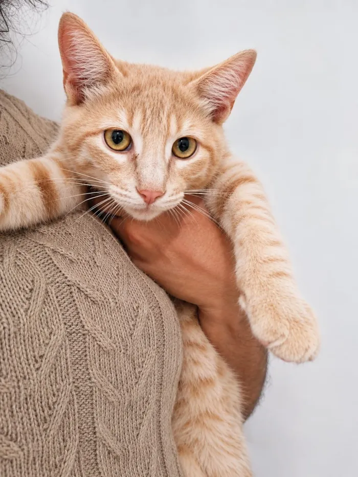 Gato raça SRD-ViraLata idade 2 a 6 meses nome Timão e Pumba