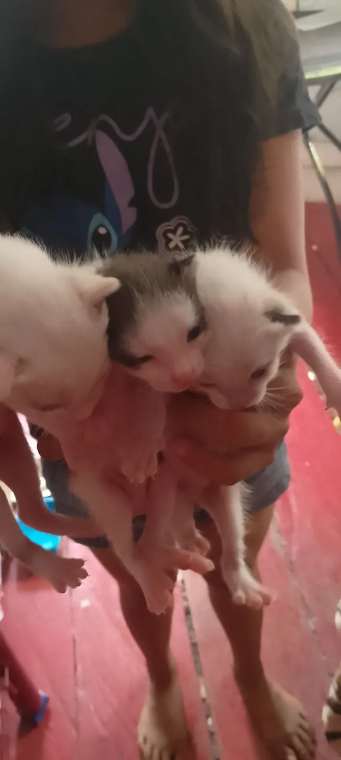 Gato raça Exótico idade 1 ano nome Amadinha Pantoja Miranda