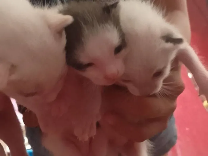 Gato raça Exótico idade 1 ano nome Amadinha Pantoja Miranda