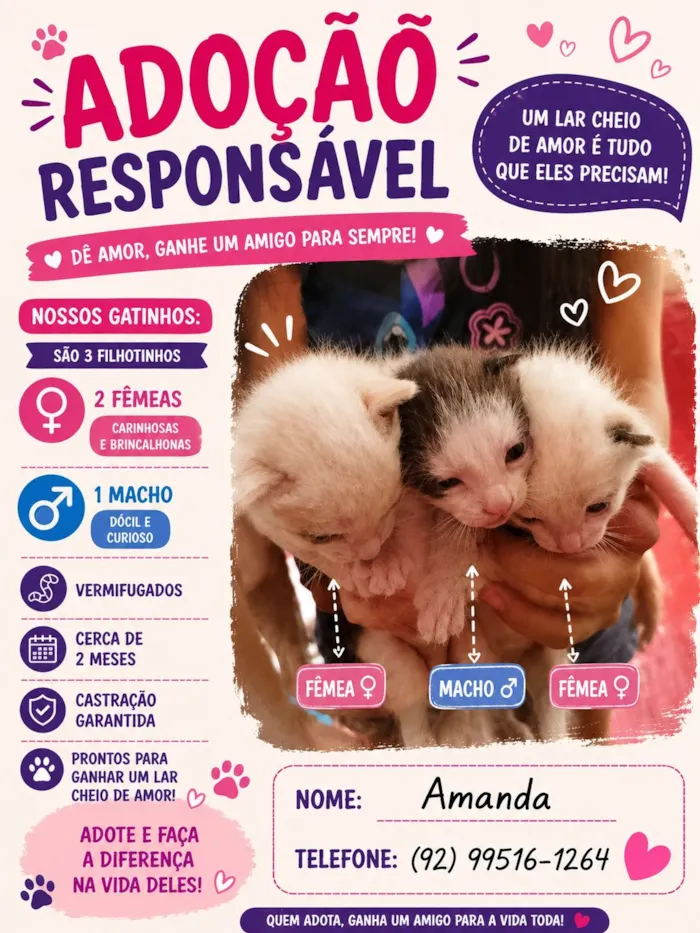 Gato raça Exótico idade 1 ano nome Amadinha Pantoja Miranda