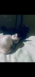 Terror e Fumaça