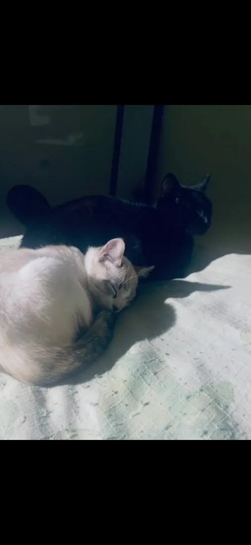 Gato raça SRD-ViraLata idade 1 ano nome Terror e Fumaça