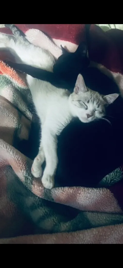 Gato raça SRD-ViraLata idade 1 ano nome Terror e Fumaça