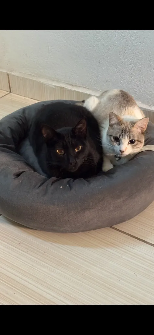 Gato raça SRD-ViraLata idade 1 ano nome Terror e Fumaça