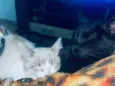 Terror e Fumaça
