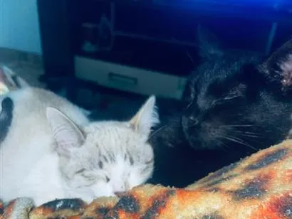 Gato raça SRD-ViraLata idade 1 ano nome Terror e Fumaça
