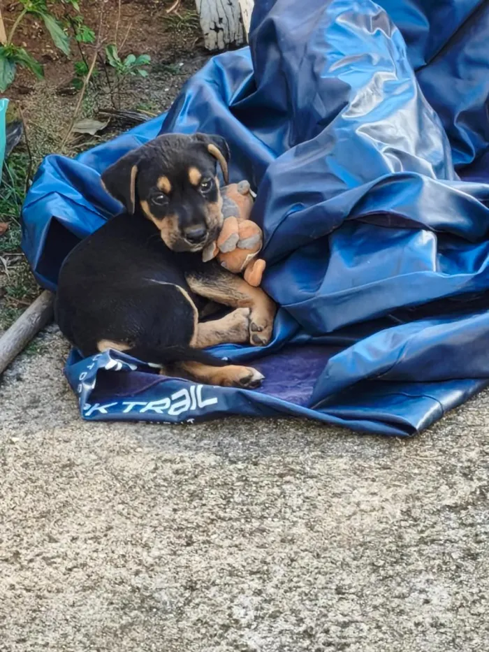 Cachorro raça SRD-ViraLata idade 2 a 6 meses nome sem nome 