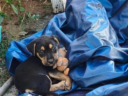 Cachorro raça SRD-ViraLata idade 2 a 6 meses nome sem nome 