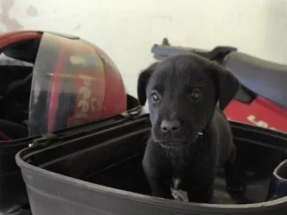 Cachorro raça SRD-ViraLata idade 2 a 6 meses nome sem nome 