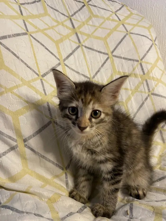 Gato raça SRD-ViraLata idade 2 a 6 meses nome Sem nome 
