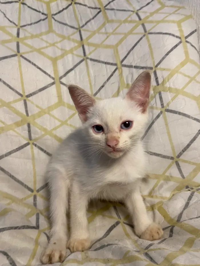 Gato raça SRD-ViraLata idade 2 a 6 meses nome Sem nome 