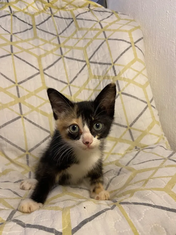 Gato raça SRD-ViraLata idade 2 a 6 meses nome Sem nome 