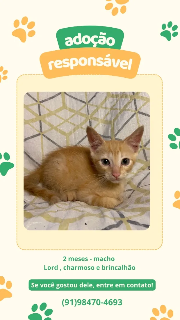 Gato raça SRD-ViraLata idade 2 a 6 meses nome Sem nome 