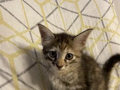 Gato raça SRD-ViraLata idade 2 a 6 meses nome Sem nome 