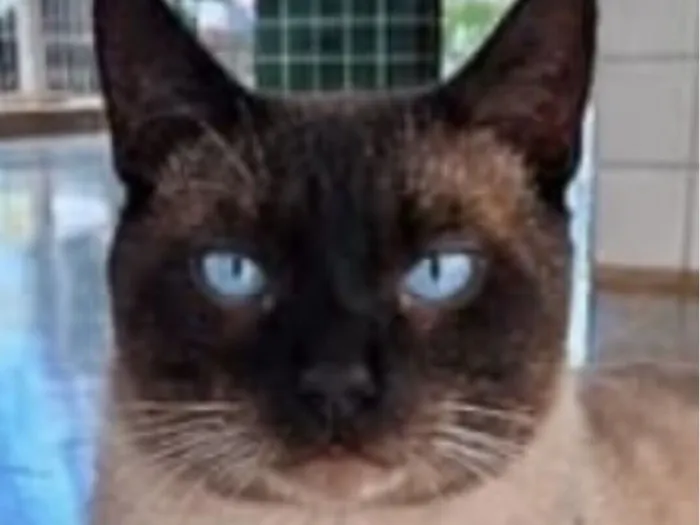 Gato raça Siamês idade 7 a 11 meses nome Luke