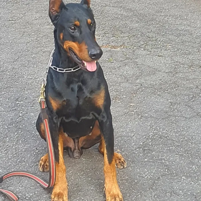Cachorro raça Dobermann idade 5 anos nome Zeus 