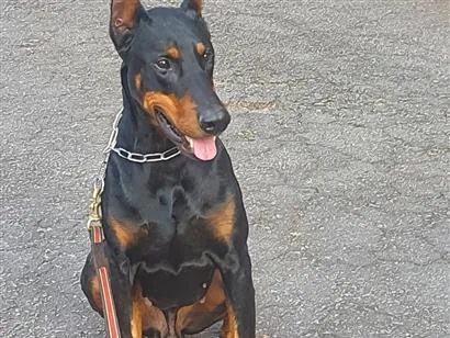 Cachorro raça Dobermann idade 5 anos nome Zeus 