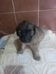 doação macho misturado com raça 
