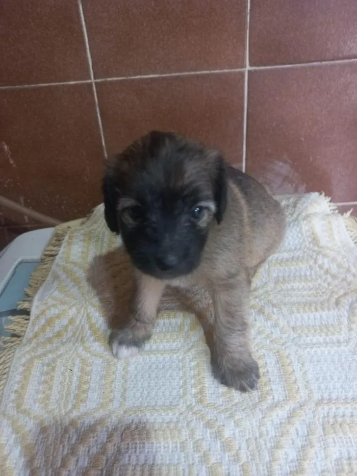 Cachorro raça SRD-ViraLata idade 2 a 6 meses nome doação macho misturado com raça 