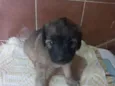 doação macho misturado com raça 