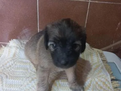 Cachorro raça SRD-ViraLata idade 2 a 6 meses nome doação macho misturado com raça 